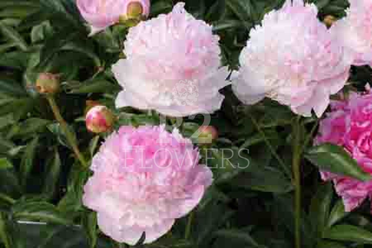 Angel Cheeks R2 Flowers BV Broker In Paeonia