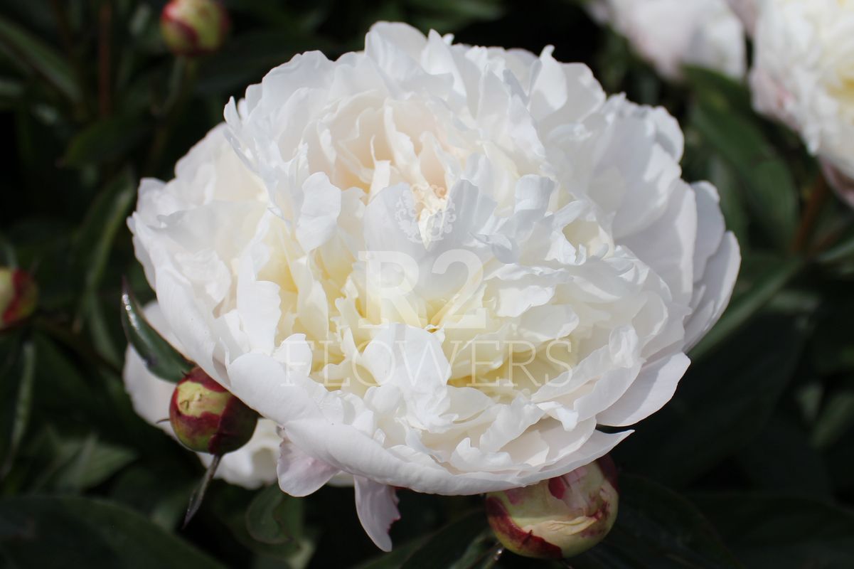 Ann Cousins - R2 Flowers BV | Broker in Paeonia