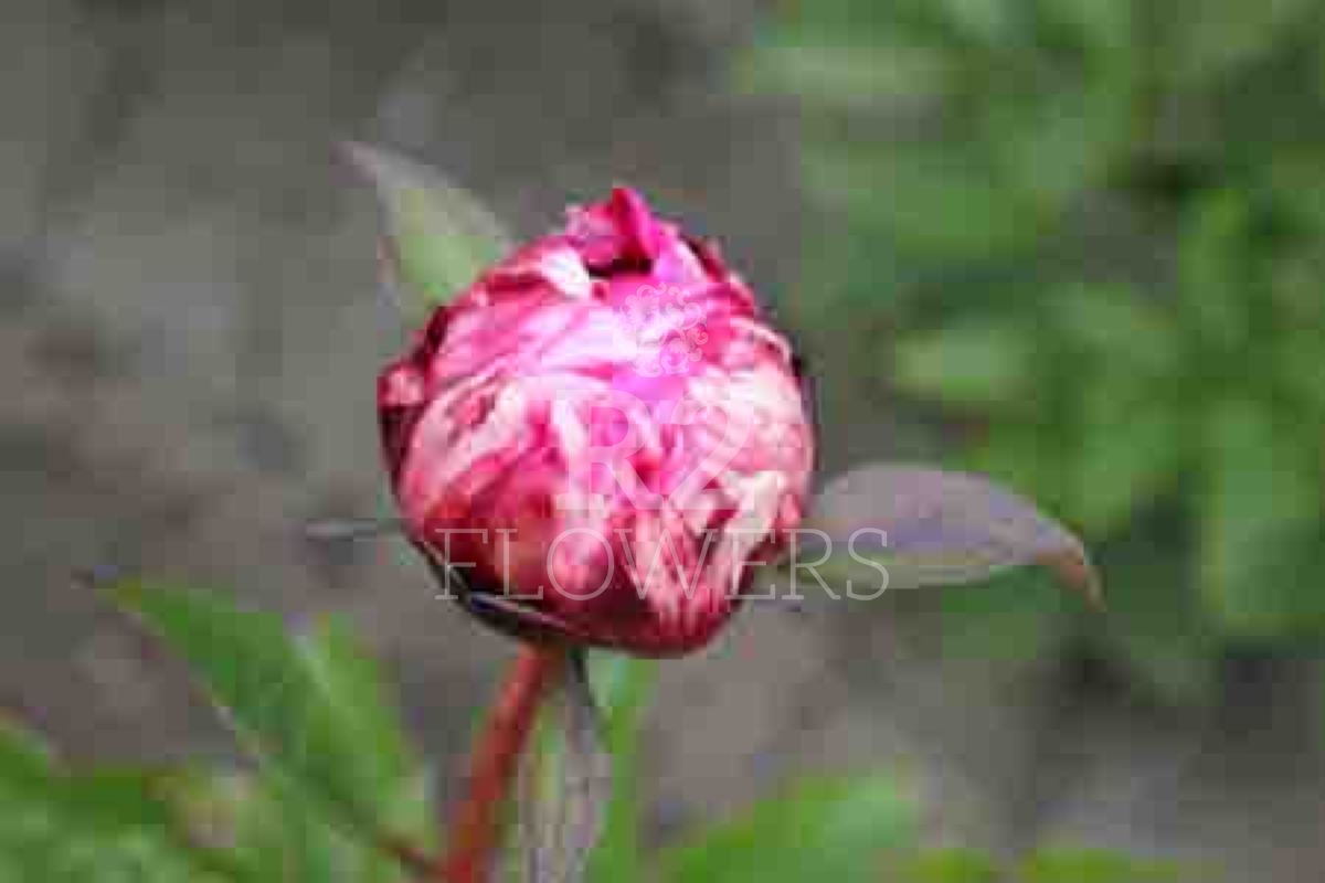 Jadwiga - R2 Flowers BV | Broker in Paeonia