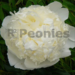 bridal gown peony