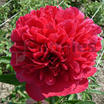 Pioenroos Hybrid Delaware Chief