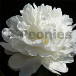 Pioenroos Lactiflora Eden's Temptation Pioenroos Lactiflora Eden's Temptation