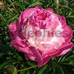 Pioenroos Lactiflora Gay Paree Pioenroos Lactiflora Gay Paree