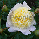 Pioenroos Lactiflora Laura Dessert Pioenroos Lactiflora Laura Dessert