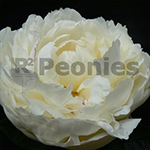 Pioenroos Lactiflora Mary E. Nicholls Pioenroos Lactiflora Mary E. Nicholls