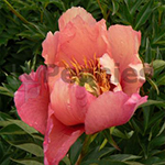 Pioenroos Itoh Old Rose Dandy