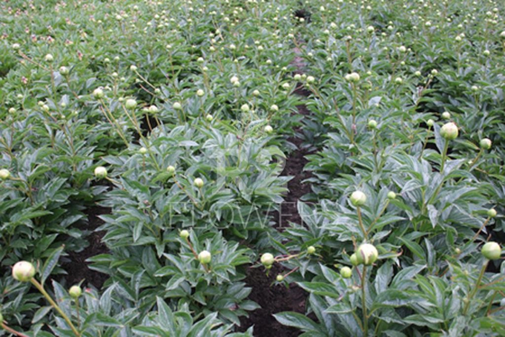 Peony R2 Paeonia-Peony Moon over Barrington | R2 Peony - offer