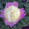 Paeonia Touch of Class