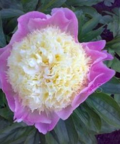 Paeonia Touch of Class