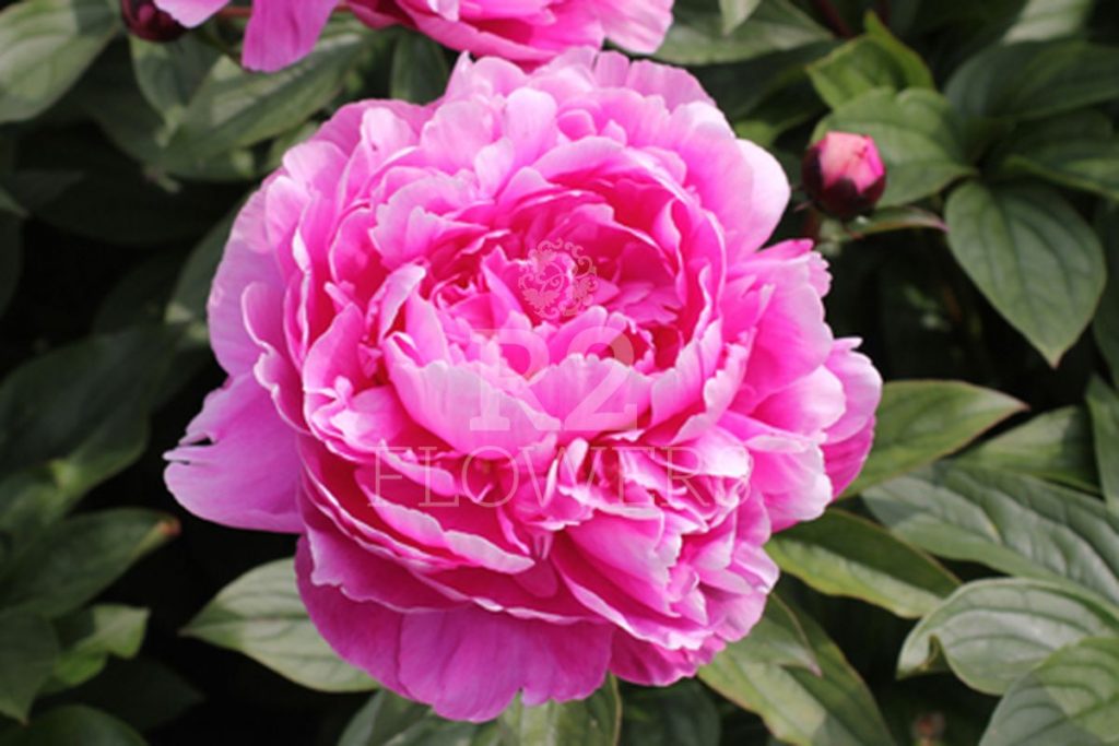 Jadwiga - R2 Flowers BV | Broker in Paeonia