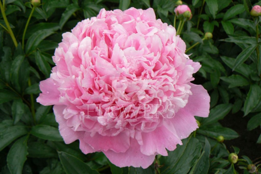Mons. Jules Elie – R2 Flowers BV | Broker in Paeonia
