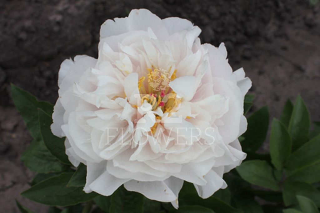 Blushing Princess – R2 Flowers BV | Broker in Paeonia