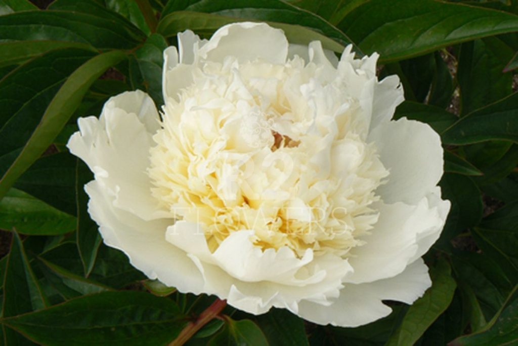 Bridal Grace – R2 Flowers BV | Broker in Paeonia