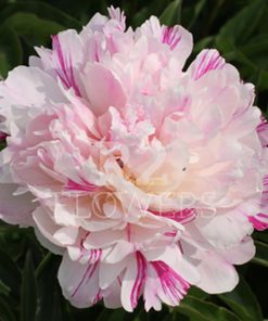 Candy Stripe R2 Flowers Bv Broker In Paeonia