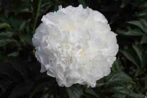Moonlit Snow – R2 Flowers BV | Broker in Paeonia