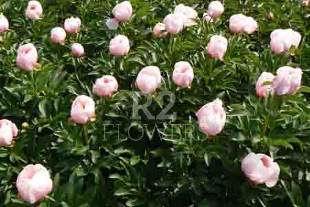 Soft Salmon Saucer – R2 Flowers BV | Broker in Paeonia