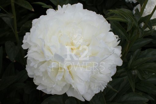 Puffed Cotton R2 Flowers Bv Broker In Paeonia 