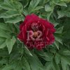 Paeonia-Peony Spectacular Flash