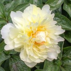 Paeonia Majesty's Crown