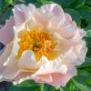 Paeonia Majesty's Scepter