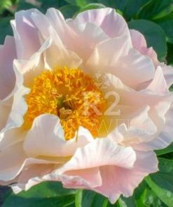 Paeonia Majesty's Scepter