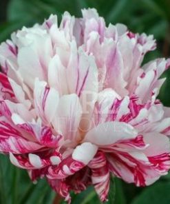 Paeonia Independence Day