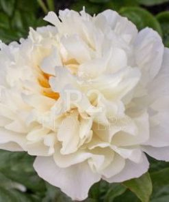 Paeonia Majestic White