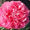 Paeonia Majesty's Coral