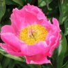 Paeonia Pink Bubbles