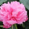 Paeonia Roger's Pink