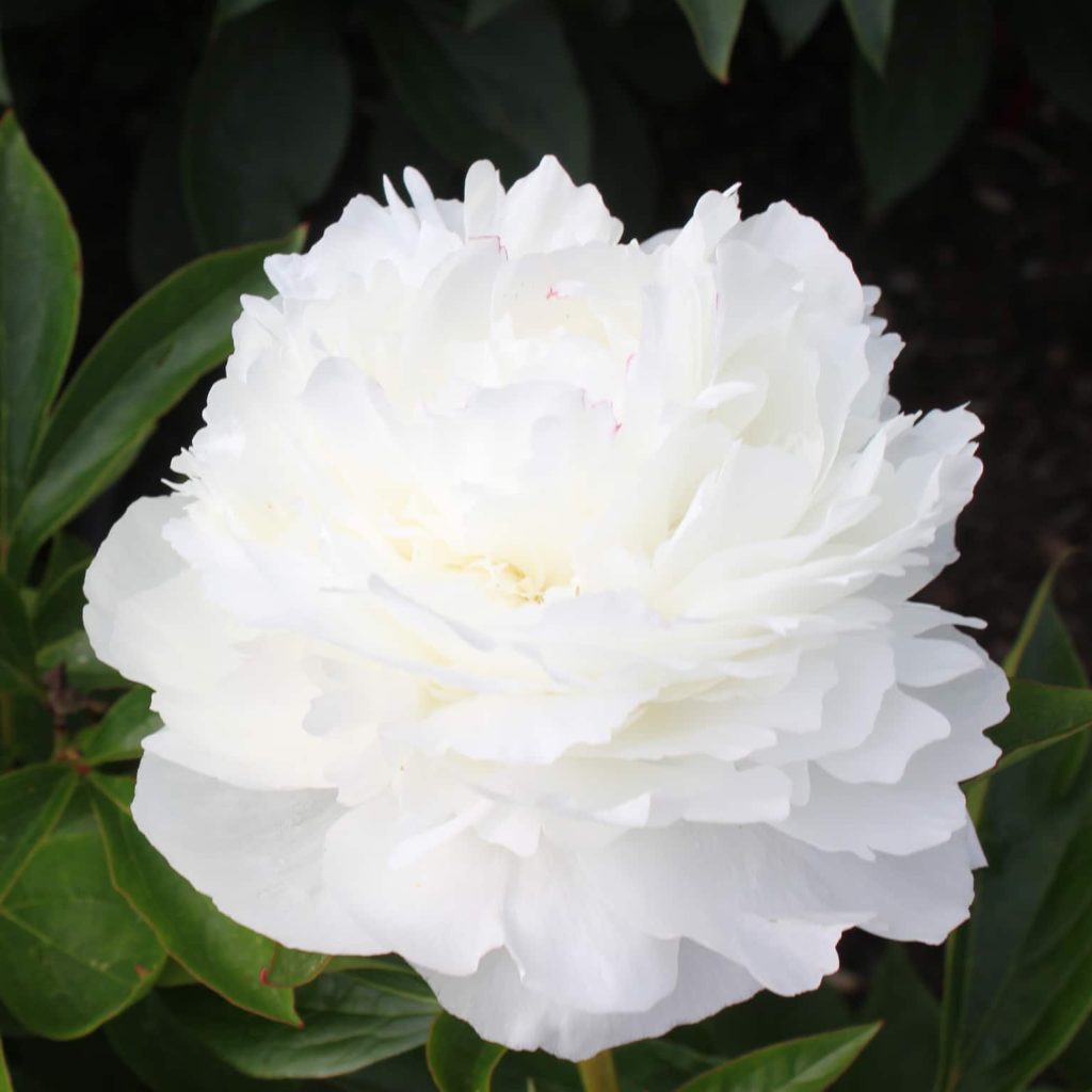Peony R2 Paeonia-Peony White Wicker | R2 Peony - offer