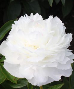 Paeonia-Peony Walla Walla