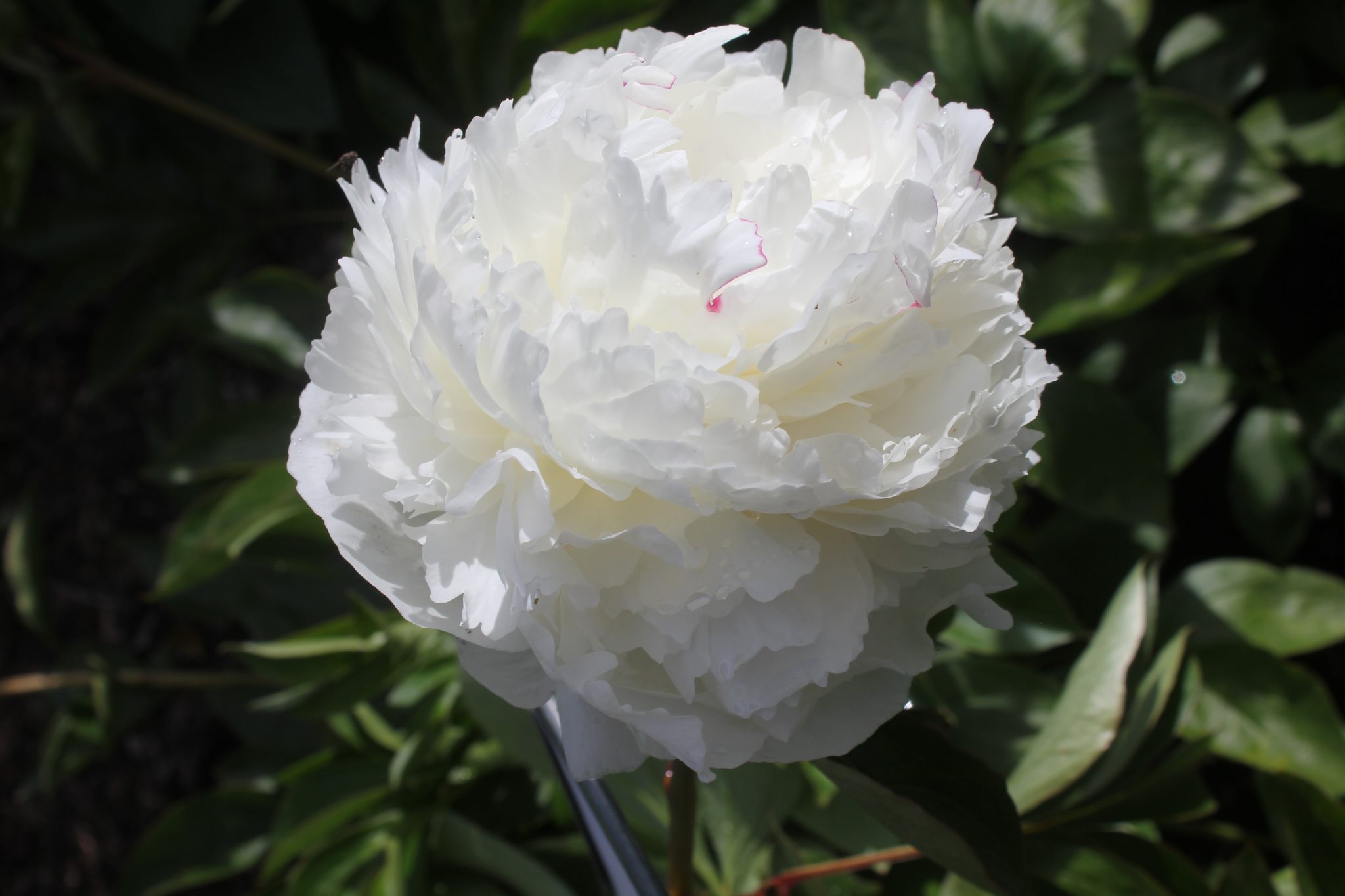 Peony R2 Paeonia-Peony Walla Walla | R2 Peony - offer