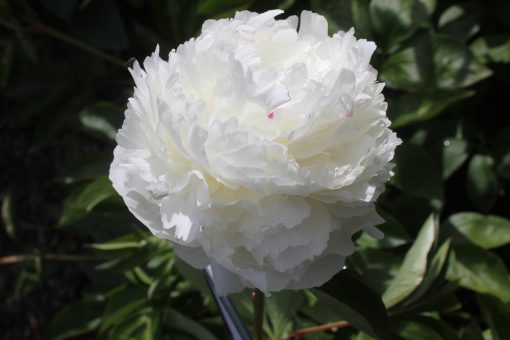 Paeonia-Peony Walla Walla - Image 2