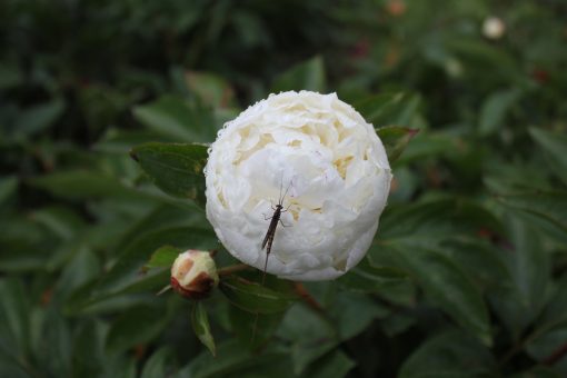 Paeonia-Peony Walla Walla - Image 5