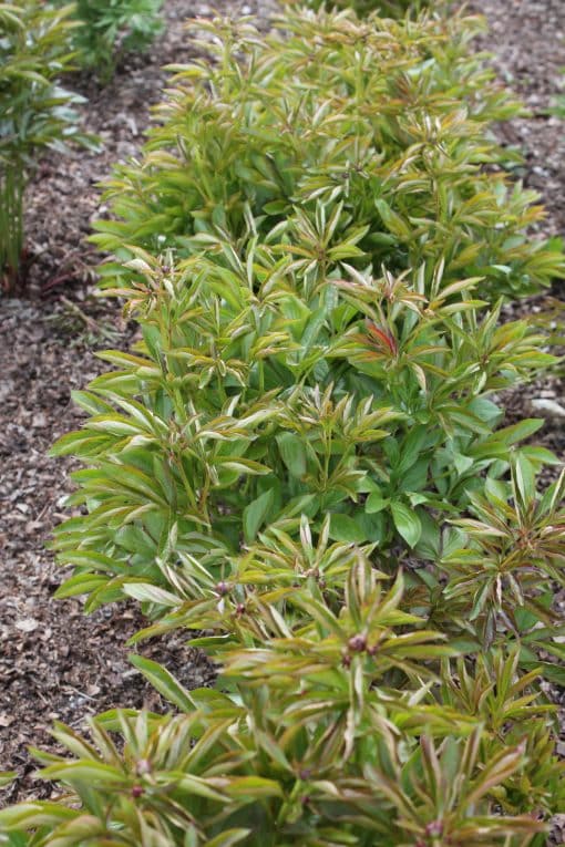 Paeonia-Peony Walla Walla - Image 6