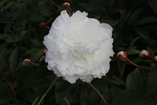 Paeonia-Peony Walla Walla - Image 4