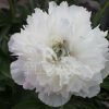 paeonia-Peony-alba-plena