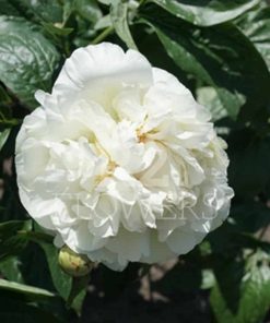 Paeonia Heavenly White