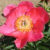 Paeonia Helen Matthews