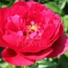 Paeonia Illini Belle