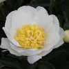 Paeonia Jan van Leeuwen