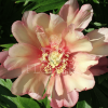 Paeonia Julia Rose