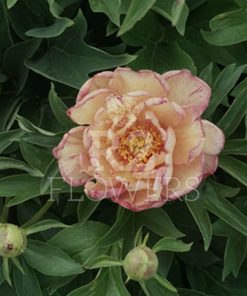 Paeonia Little Edgy