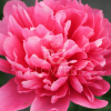 Paeonia-Peony Lorelei