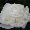 Paeonia-Peony Madame Claude Tain