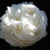 Paeonia-Peony Mary E. Nicholls
