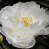 Paeonia-Peony Miss America