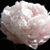 Paeonia-Peony Moon River