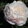Paeonia-Peony Mother's Choice